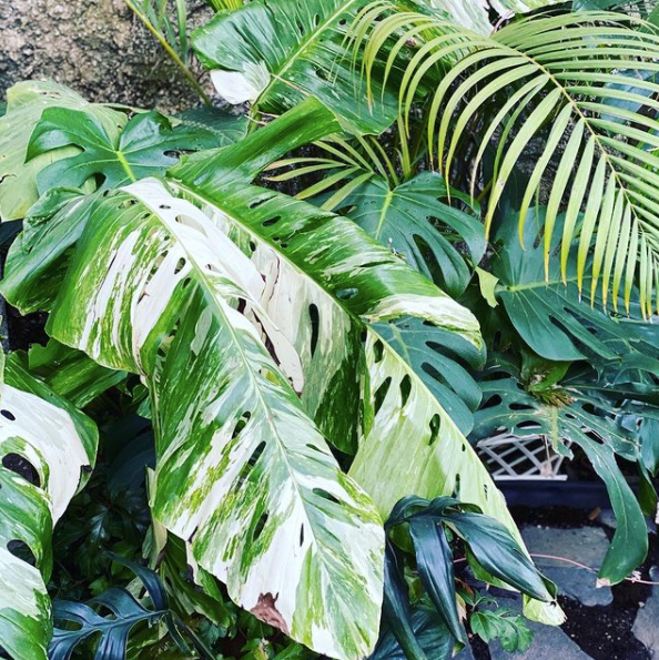 Monstera deliciosa Variegata ''Almost Full Moon '' (3 leaves)