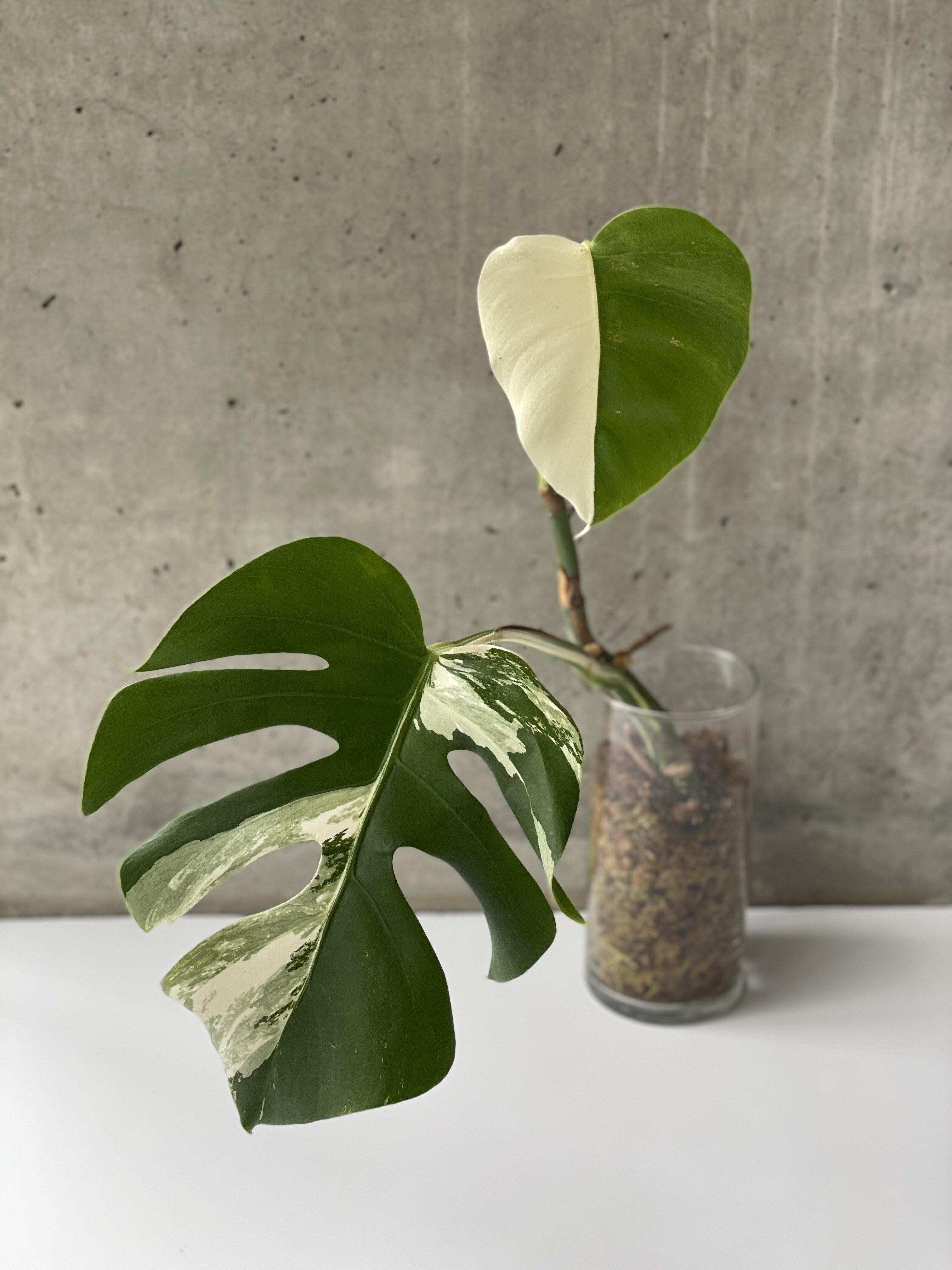 残りわずか Varigated Monstera Borsigana Half a moon | yasnabeauty.com