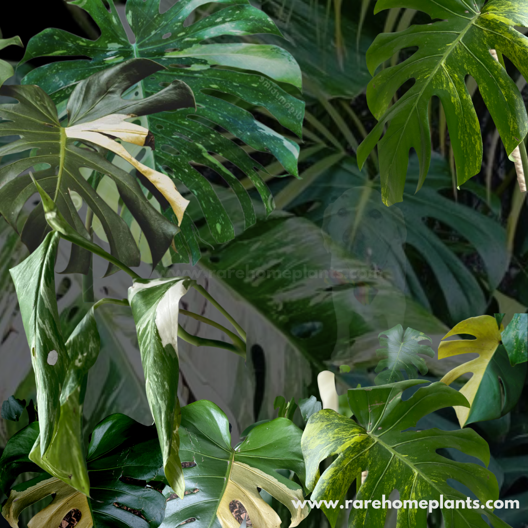 Rare Variegated Plants