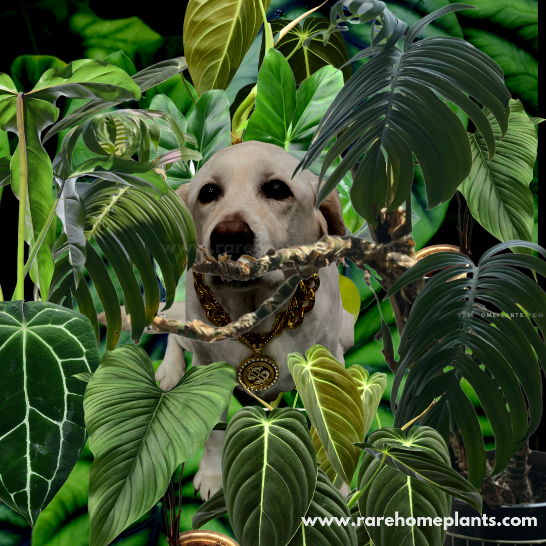 Rare Plants