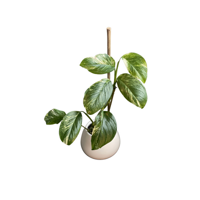 Extremely Rare Variegated Monstera Lechleriana