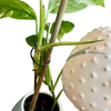 Extremely Rare Variegated Monstera Lechleriana