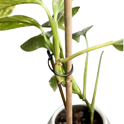 Extremely Rare Variegated Monstera Lechleriana
