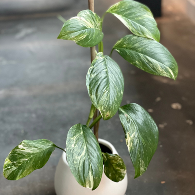 Extremely Rare Variegated Monstera Lechleriana