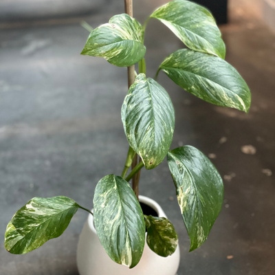 Rare Variegated Monstera Lechleriana  Albo • 8 Leaf Top Cutting