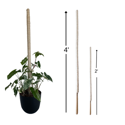 Bamboo Plant Pole with Mold Resistant Natural Fiber - The best plant pole for your rare monstera