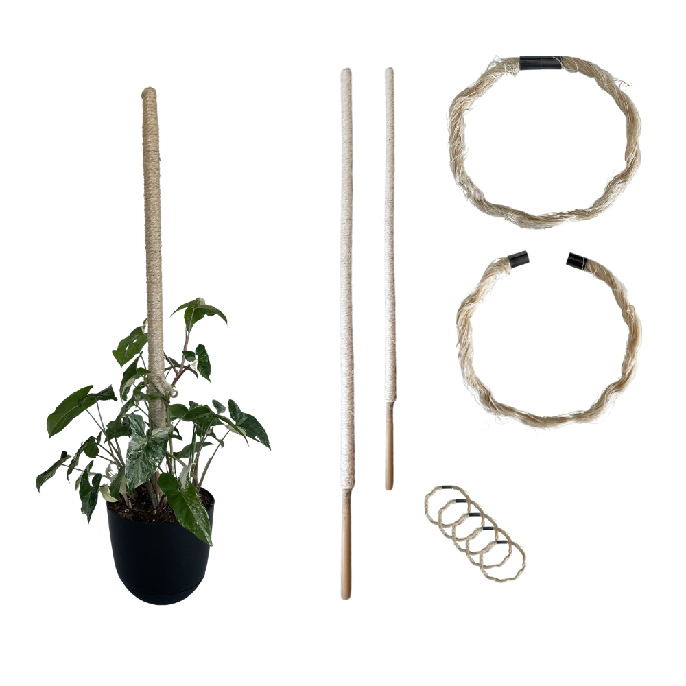 Bamboo Plant Pole with Mold Resistant Natural Fiber - The best plant pole for your rare monstera - Rare Home Plants 