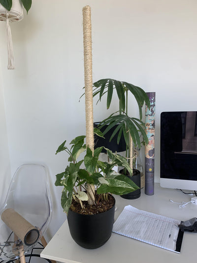 Bamboo Plant Pole with Mold Resistant Natural Fiber - The best plant pole for your rare monstera - Rare Home Plants