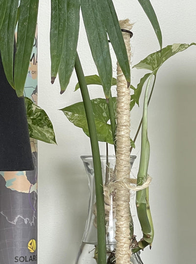 Bamboo Plant Pole with Mold Resistant Natural Fiber - The best plant pole for your rare monstera - Rare Home Plants