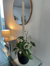 Bamboo Plant Pole with Mold Resistant Natural Fiber - The best plant pole for your rare monstera - Rare Home Plants