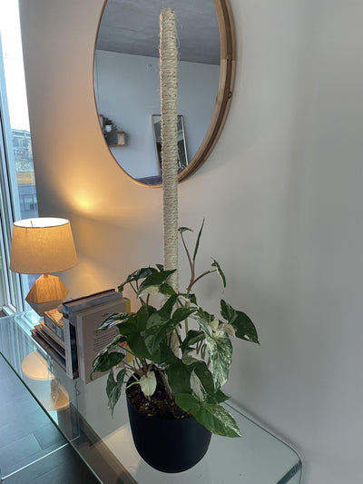 Bamboo Plant Pole with Mold Resistant Natural Fiber - The best plant pole for your rare monstera - Rare Home Plants