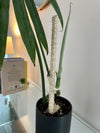 Bamboo Plant Pole with Mold Resistant Natural Fiber - The best plant pole for your rare monstera - Rare Home Plants