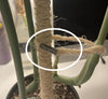 Bamboo Plant Pole with Mold Resistant Natural Fiber - The best plant pole for your rare monstera - Rare Home Plants