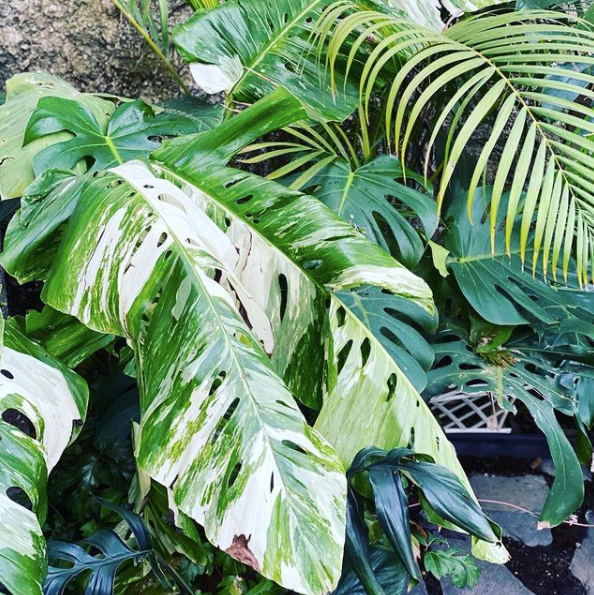 Variegated Monstera Lechleriana For Sale  ( 3 Leaf well rooted top cutting )