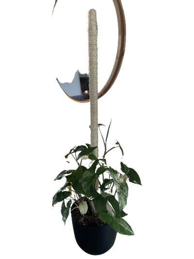 Bamboo Plant Pole with Mold Resistant Natural Fiber - The best plant pole for your rare monstera - Rare Home Plants