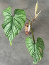 Philodendron Plowmanii