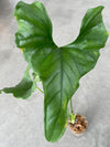 Anthurium Lentil