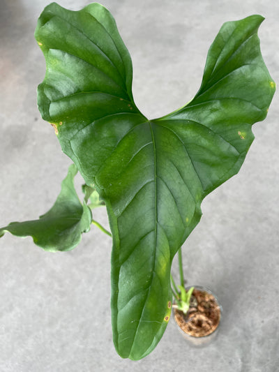 Anthurium Lentil