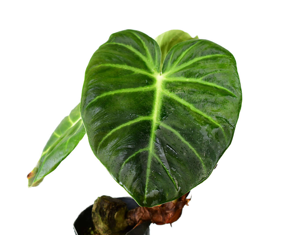 Philodendron Luxurian - Rare Home Plants