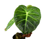 Philodendron Luxurian
