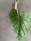 Philodendron Plowmanii