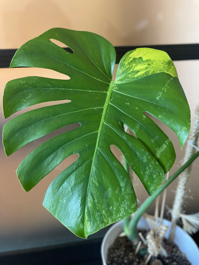 Variegated Monstera Deliciosa Aurea ( new leaf )