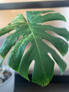 Variegated Monstera Deliciosa Aurea ( new leaf )
