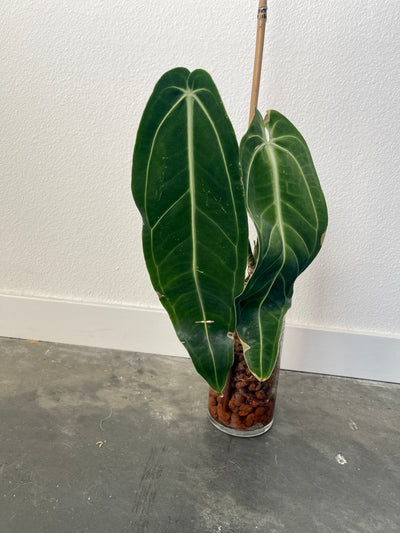 Anthurium Warocqueanum