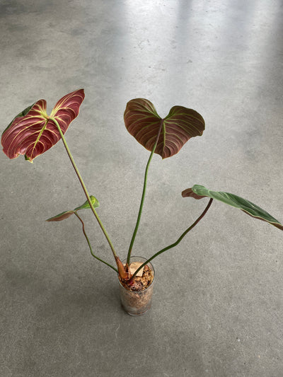 Philodendron Rubrijuvenile “El Choco Red"