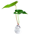 Anthurium Decipiens