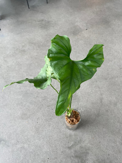 Anthurium Lentil