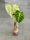 Philodendron Luxurian