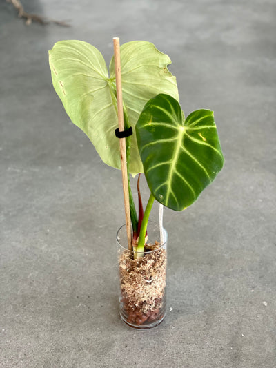 Philodendron Luxurian