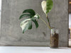 Monsters Borsigiana Albo Variegata - Rare Home Plants