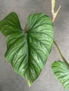 Philodendron Plowmanii
