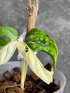 Variegated Monstera Adansonii