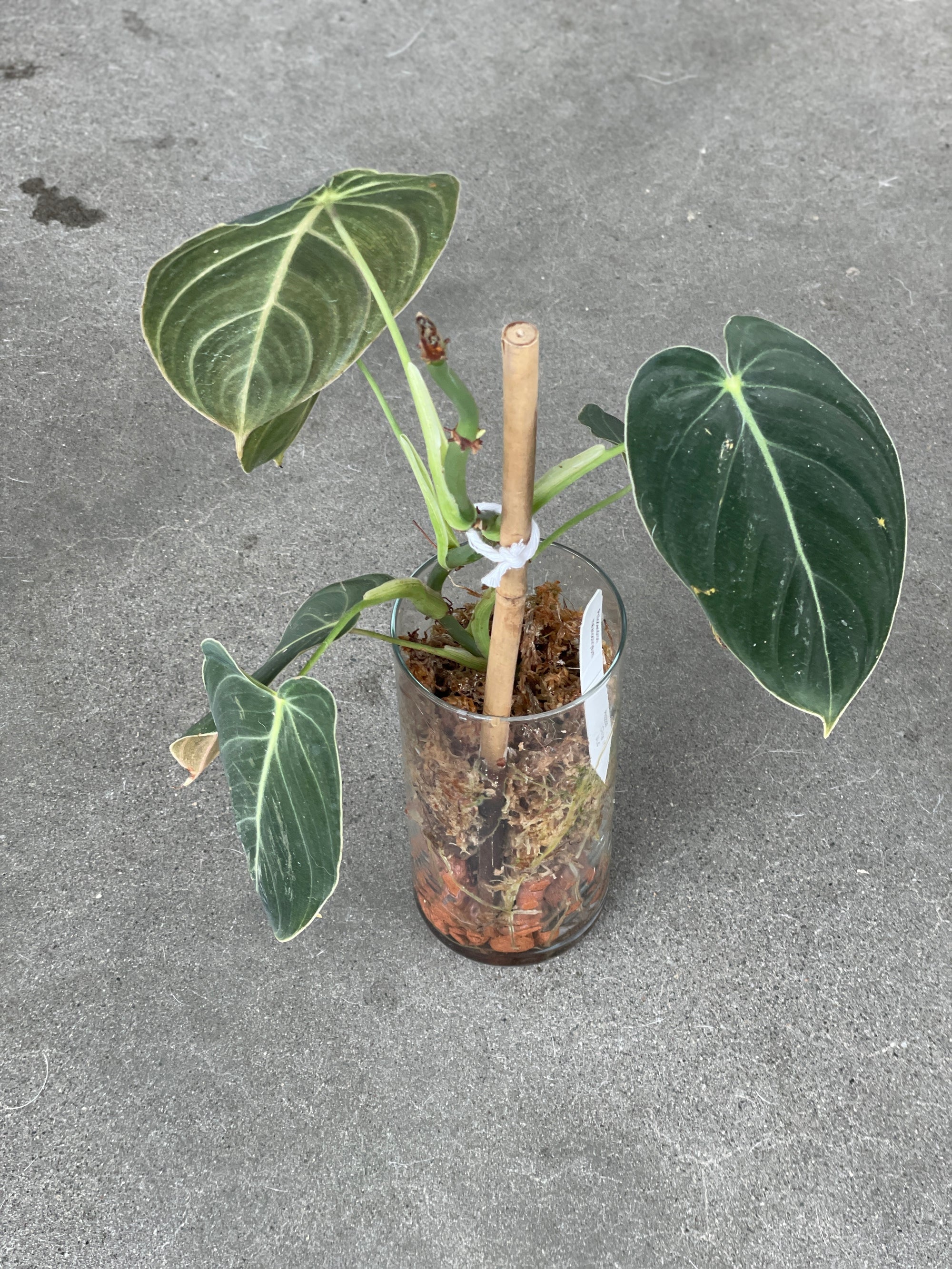 Philodendron Melanochrysum Green Leaves leaning on a banboo pole for support. Potted in a glass vase with moss and leca. 