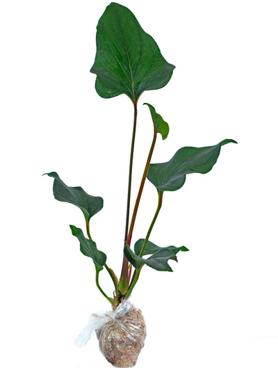 Anthurium Lentil