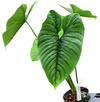 Philodendron Furcatum