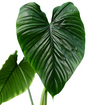 Philodendron Rubrocinctum Platinum
