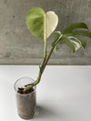 Monsters Borsigiana Albo Variegata - Rare Home Plants