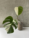 Monsters Borsigiana Albo Variegata - Rare Home Plants
