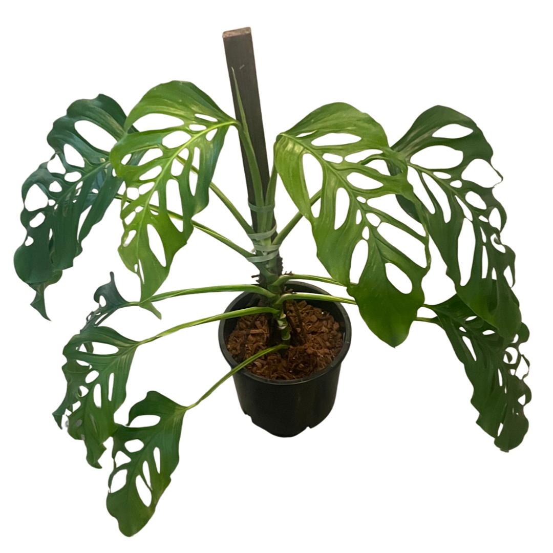 The biggest Monstera Acacoyaguensis for sale in the U.S.
