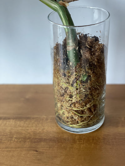 Monsters Borsigiana Albo Variegata - Rare Home Plants