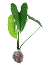 Philodendron Furcatum