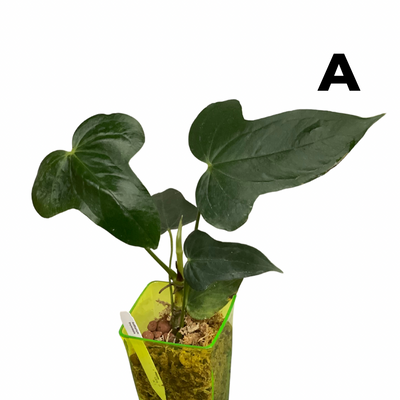 Anthurium Truncicola