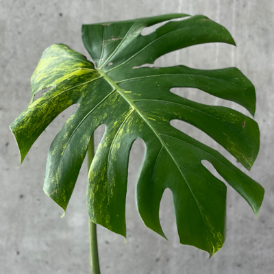 Variegated Monstera Deliciosa