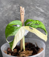 Variegated Monstera Adansonii