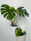 Variegated Monstera Deliciosa Aurea ( new leaf )