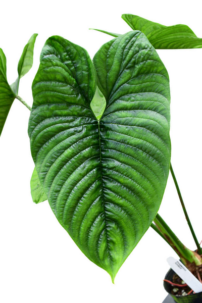 Philodendron Furcatum